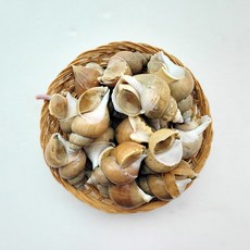 구룡포 제철 백고동 백골뱅이 통골뱅이 당일바리, 소 1KG, 1개