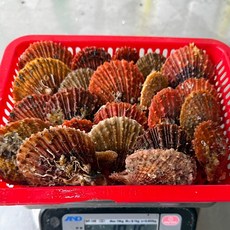 [당일발송] 지금 딱 제철! 통영산 활 비단가리비 홍가리비 가리비, 1개, 활 비단가리비 1kg (20-25미 내외)