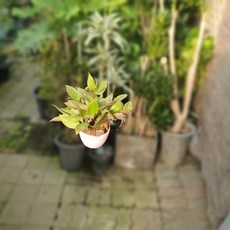 40b859b33bb63494d549e754148cbc95cad23b2bb07b5ec19557ac7ef8f6.jpg