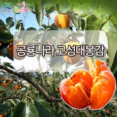 대봉감(대과31-40과), 10kg, 1개