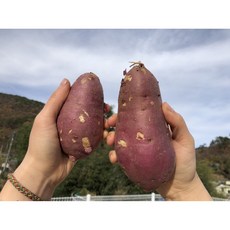 꿀고구마 단 고구마 달디단 고구마 맛있는 건강에 좋은 고구마 다이어트식품 다이어트, 특상, 1박스, 3kg
