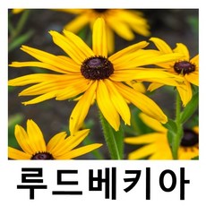 겹루드베키아 10cm포트묘 5개묶음