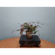 마삭분재