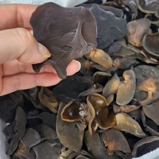 쫄깃하고 담백한 맛 산지직송 국내산 생목이버섯, 1박스, 500g