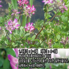 자운영꽃씨앗 1kg lt153