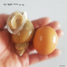 활)주문진 산지직송 살아서 받아보는 주문진 백골뱅이 대1kg(13-17미), 1팩, 1kg(13-17미)