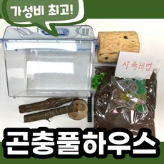 곤충 넓적사슴벌레 번식키트 특대형 풀하우스 가성비 산란목 곤충 한쌍 포함