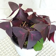 사랑초키우기