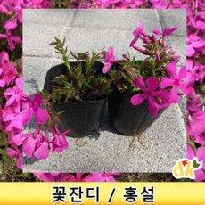 꽃잔디-홍설(3치)모종 50개