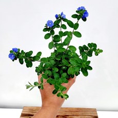 베란다화초키우기