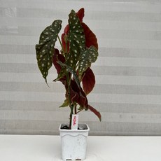 [다은꽃농원]땡땡이 무늬가 매력적인 마큐라타(베고니아) 키우기쉬운 실내공기정화식물 실내인테리어식물, 1개