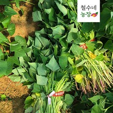 예약 해남 꿀 호박 밤 고구마 모종 1kg 3kg 5kg 10kg 20kg 순 줄기 싹 판매