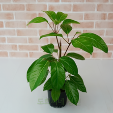 한국헤밍웨이세밀화자연관찰채소