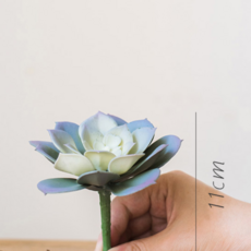 석연화