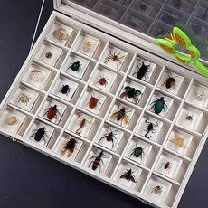 곤충표본 수집용 교육용 장수풍뎅이 거미 수업 실험, 1개, 24종ㅣ38x38x14mm, 상세페이지 참고