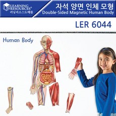wlwwlwwlstyvld_자석 양면 인체 모형 Double-LER6044 글자자석 아이학습완구 어린이장난감 학습보드 자석완구+maoyigongsi@@#, !!맘에들어요A++!!, !!맘에들어요A++!!