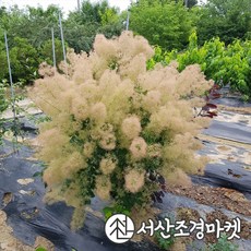 안개나무 영레이디 키150전후 개화주 나무 서산조경마켓, 10개