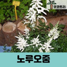 [코코트리] 노루오줌 묘목, 1개, [5주묶음] 노루오줌 포트