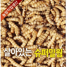 성충 안되는 살아있는 슈퍼밀웜 1cm ~ 6cm 50마리 부터 2000마리 판매 파충류 도마뱀 먹이 안전포장, 3-4cm 50마리, 1개, 1g