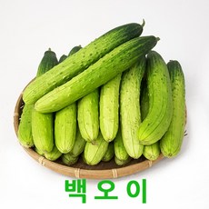 조선오이