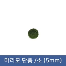 마리모 단품 소(5mm)