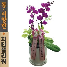 todassw1600-mini치타배송