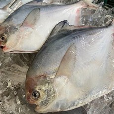 배다해 산지직송 남해안 자랭이 병어, 1박스, 1kg(구이조림용)