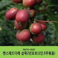 착한가격 나무생각 켄스레드다래 삽목2년포트(1단5주묶음)