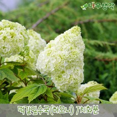 떡갈잎수국