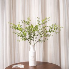 세네시오아이비