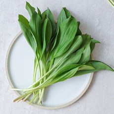 [쇼핑엔티] G [[산지직송] 강원도 정선 생 명이나물 산마늘 2kg