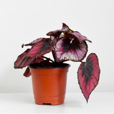 이케아렉스베고니아