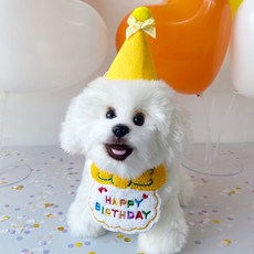강아지 고양이 생일 스카프+꼬깔 세트, 옐로우