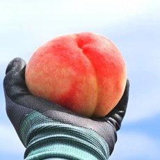 [사전예약] [6월25일부터 순차출고] 한국판 납작이 반납작 대극천복숭아