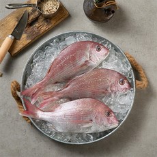 생선명가 국내산 참돔 300g x 5팩, 단일속성