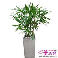 관음죽