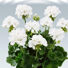 로사케이글라시스케이스