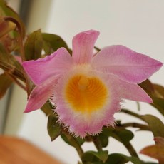 추천4덴드로비움