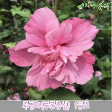 무궁화나무