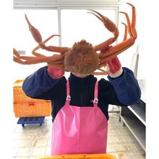 자숙 러시아대게 3kg (2-3미) 특A급 스노우크랩 동해직송, 1개, 수율 80% 최상품 3kg