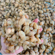 청정 창원 진동 생물 오만둥이, 1개, 2kg