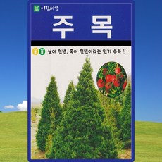 주목 씨앗 주목 나무 씨 종자 100립, 1개