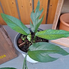 에피프레넘피나텀