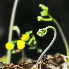 고사리-추천-상품