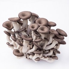 국내산 고기맛나는 느타리버섯 mushroom, 1개, 100g