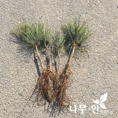 [나무인] 반송 둥근소나무 묘목 10그루