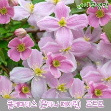 클레마티스