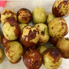 농장직송 사과대추 대추사과 500g 1kg 생사과대추 왕대추 왕사과대추, 1개