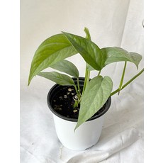 에피프레넘피나텀