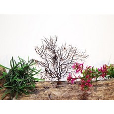 챔프 블랙씨펜 (소) 10-15cm내외 랜덤 소라게 용품